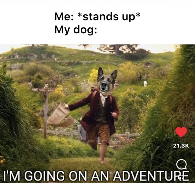 Puppy survival thread! All welcome!