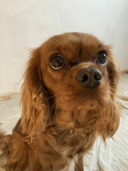 Cavalier King Charles - autism / hayfever