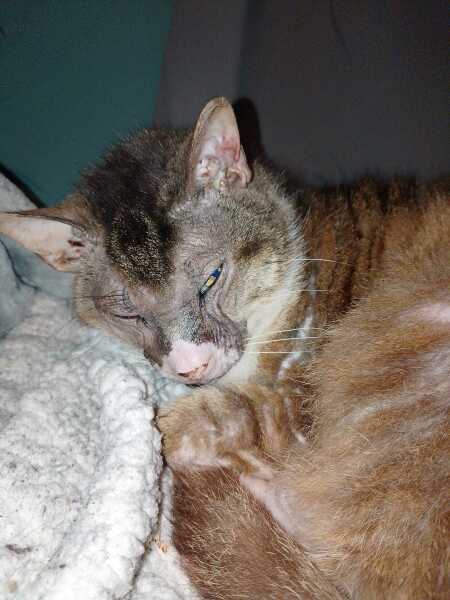 Scottish Tourism - the Excellent Cats debate Gizmo's suitability as a top influencer