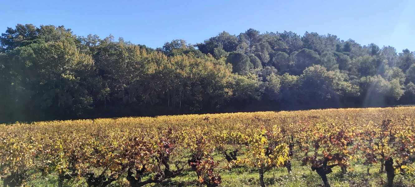 The Nigel Slater Christmas Chronicles Readalong 2025