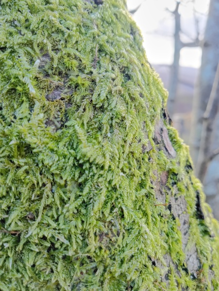 The Nigel Slater Christmas Chronicles Readalong 2025