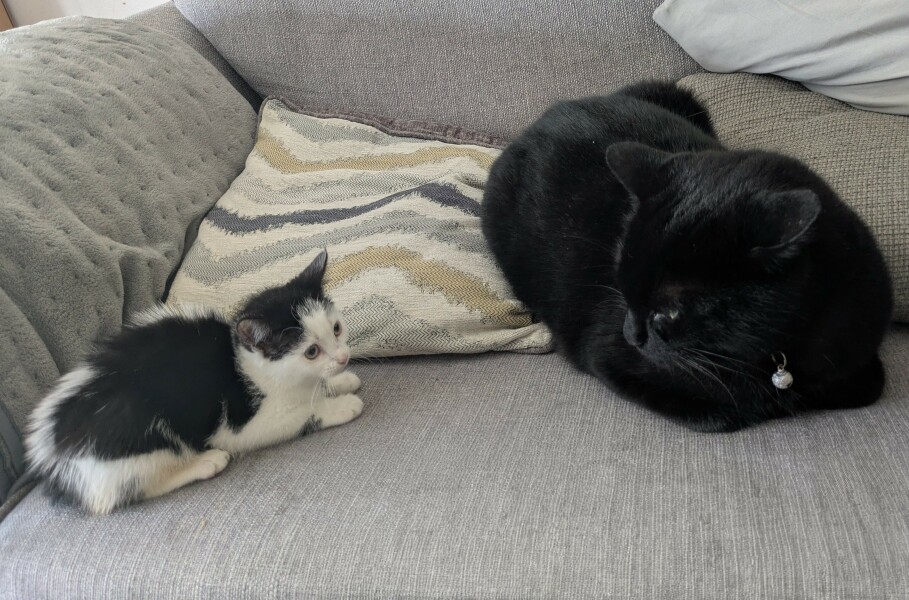 Cat been spooked/hurt by something-how to rebuild trust.