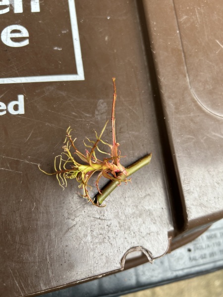 What is eating my poor rose?!