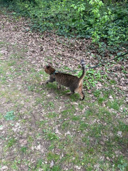 Ageing Cat. Support.