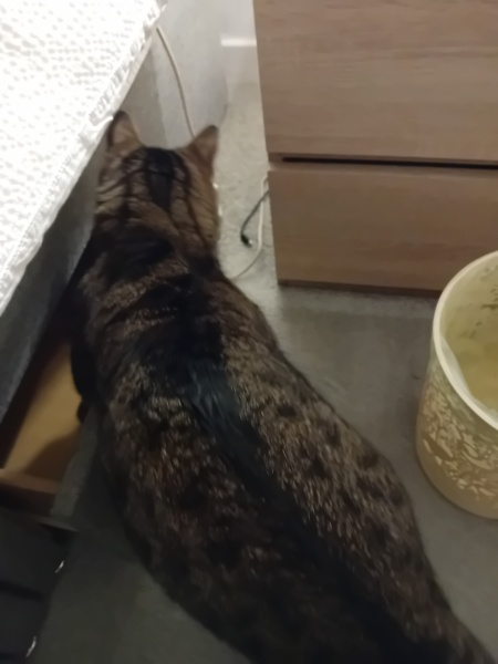 Scottish Tourism - the Excellent Cats debate Gizmo's suitability as a top influencer