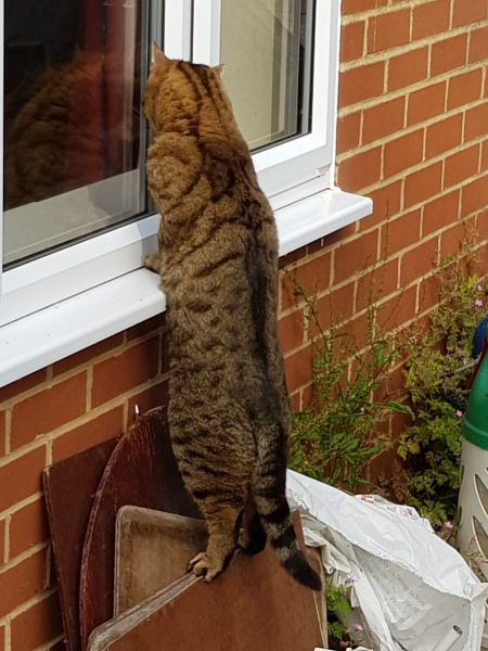 Scottish Tourism - the Excellent Cats debate Gizmo's suitability as a top influencer