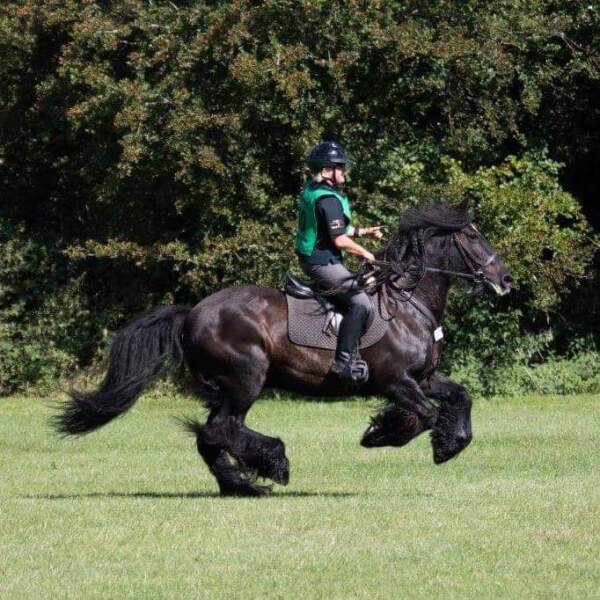 Retired my horse today