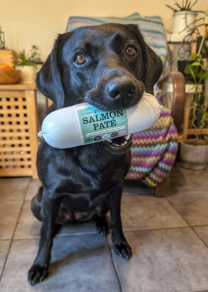Beyond Adolescence - a thread to chat about grown up dogs, cake and anything else, excluding coffee.