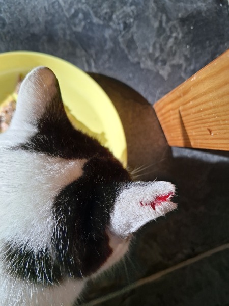 Does this ear injury need a vets appointment?