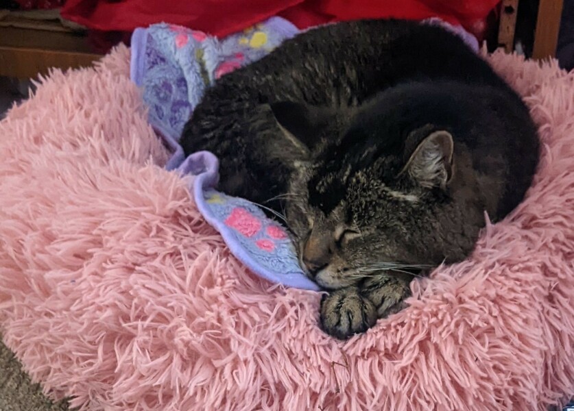 Ageing Cat. Support.