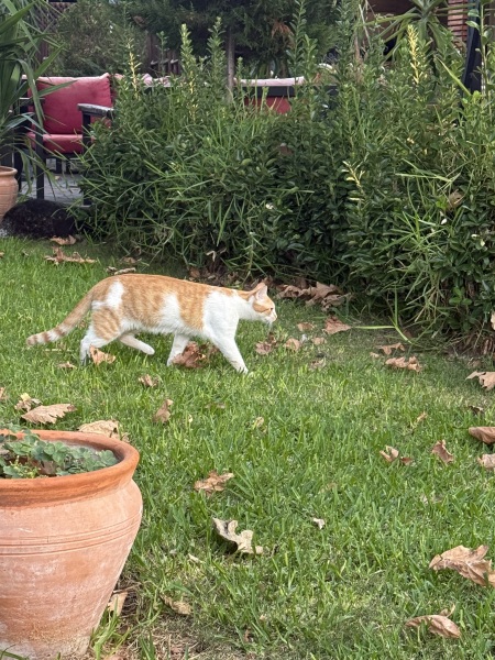 Scottish Tourism - the Excellent Cats debate Gizmo's suitability as a top influencer