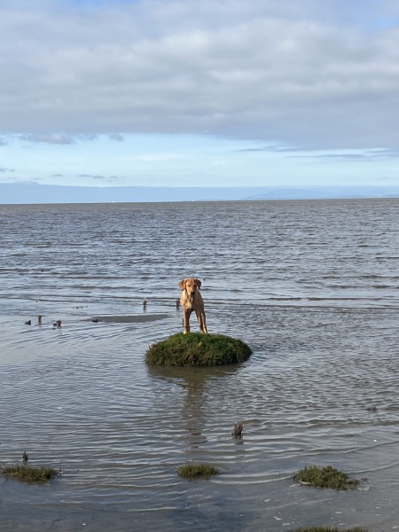 Puppy survival thread! All welcome!