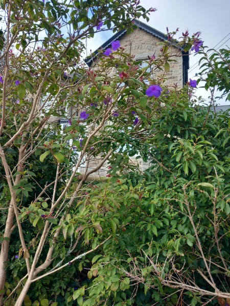 Whst is this plant please