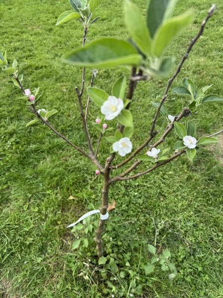 What is flowering in your garden which shouldn’t be?