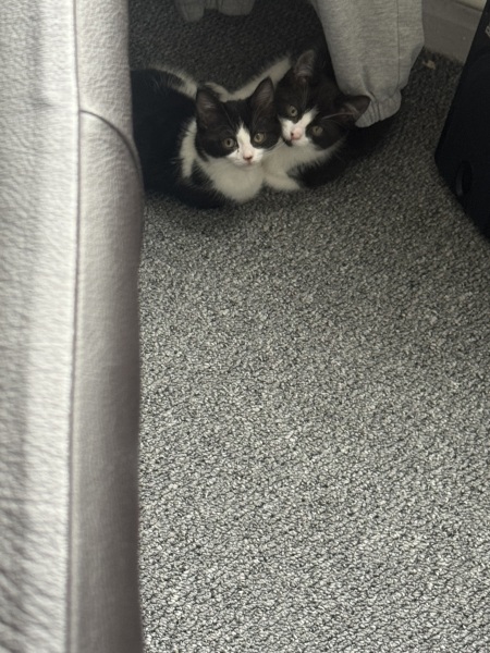 To get 2 kittens?