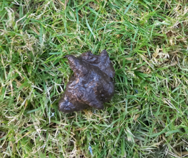 What animal left this poo in my garden?
