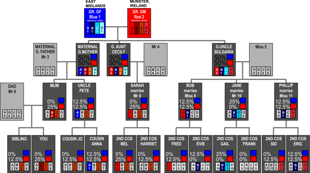 Ancestry DNA Update 2025