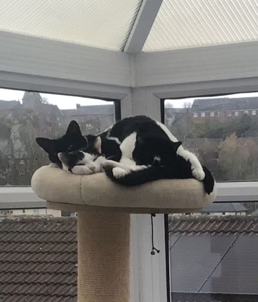 Talk to me about adopting 2 cats instead of one