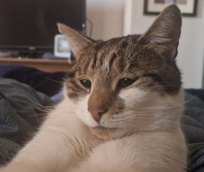 Thread 35 Starmer: Old and smelling of roses