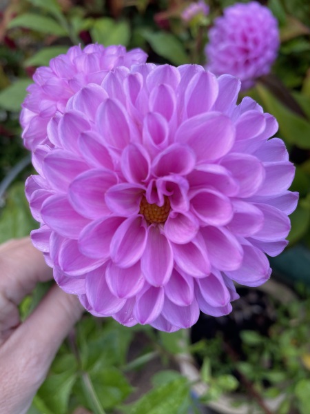 Year round Nigel Slater discussion thread Part 2