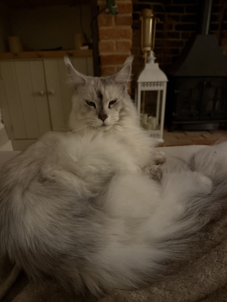 Scottish Tourism - the Excellent Cats debate Gizmo's suitability as a top influencer