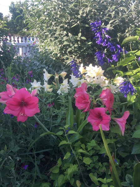 Who'd like an Amaryllis (Hippeastrum) thread?