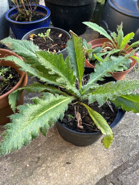 Plant/weed ID.please