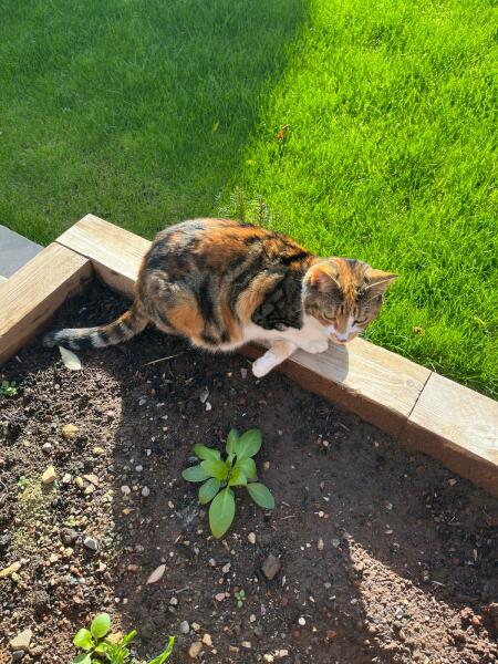What's wrong with my cat?