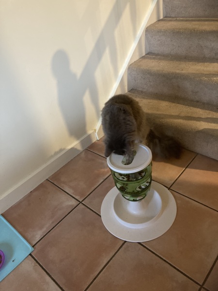Scottish Tourism - the Excellent Cats debate Gizmo's suitability as a top influencer