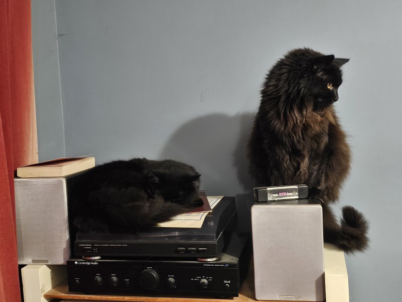 Scottish Tourism - the Excellent Cats debate Gizmo's suitability as a top influencer