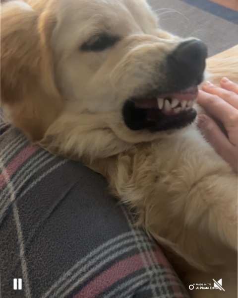 Puppy survival thread! All welcome!