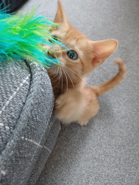 The Bluestocking, where the short days shorten and the oaks are brown