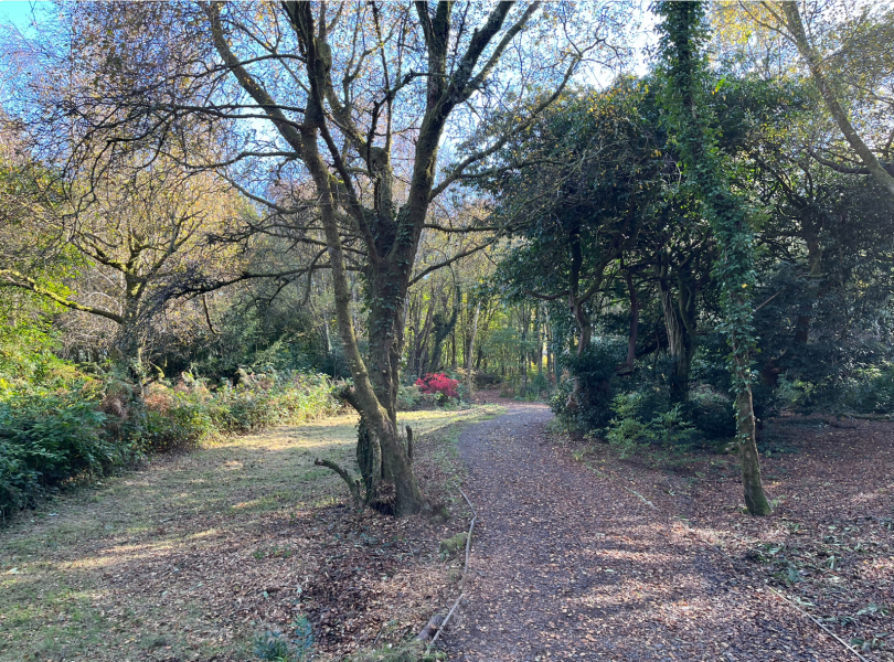 Thread 35 Starmer: Old and smelling of roses