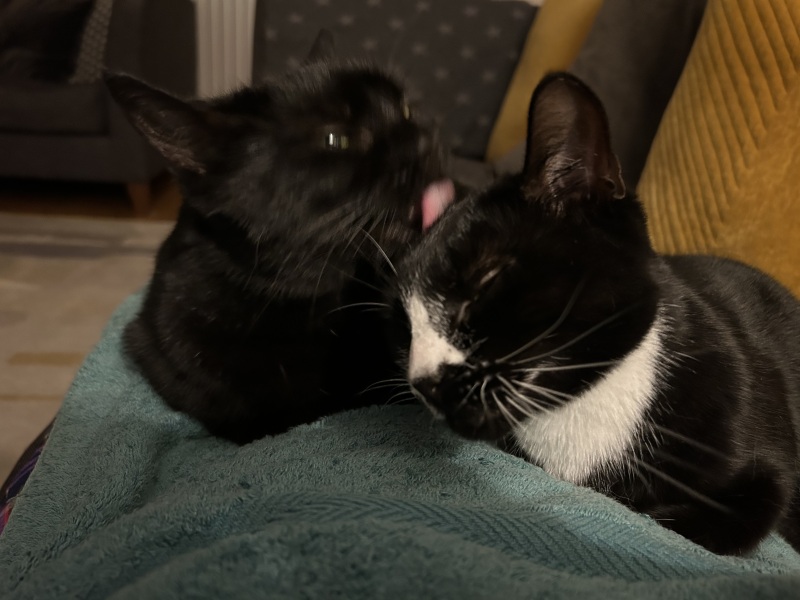 Scottish Tourism - the Excellent Cats debate Gizmo's suitability as a top influencer