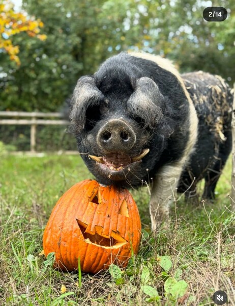 The Bluestocking - Raiders of the Lost Sparp