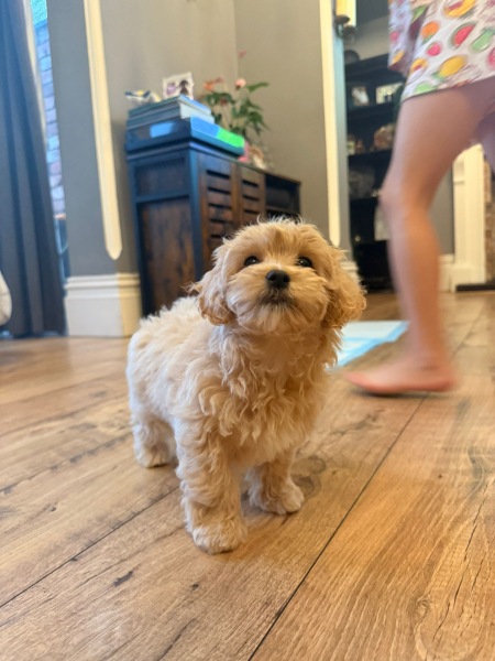 Puppy survival thread! All welcome!