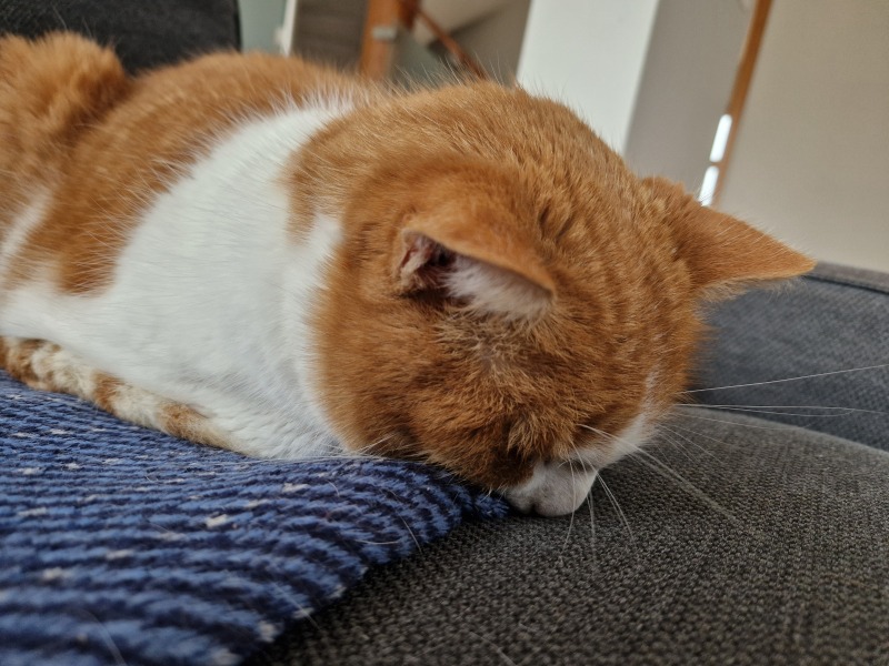 Scottish Tourism - the Excellent Cats debate Gizmo's suitability as a top influencer
