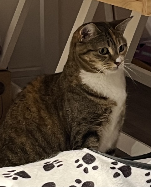 Scottish Tourism - the Excellent Cats debate Gizmo's suitability as a top influencer