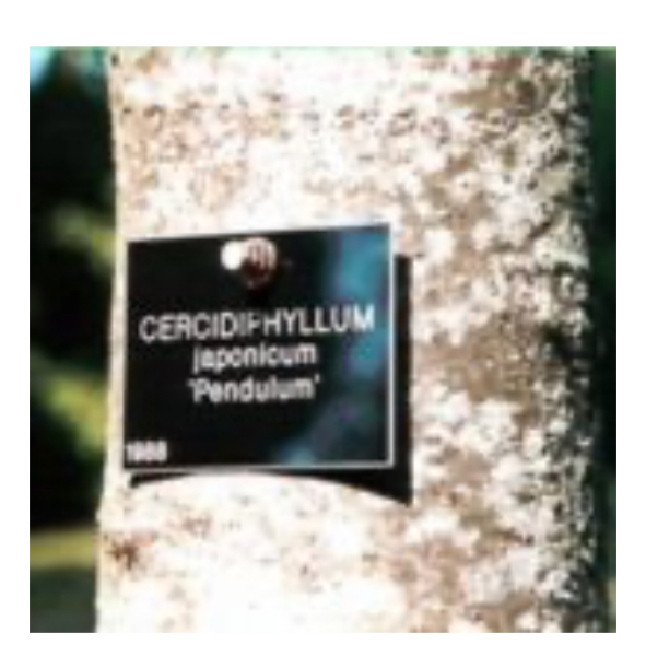 Tree labels