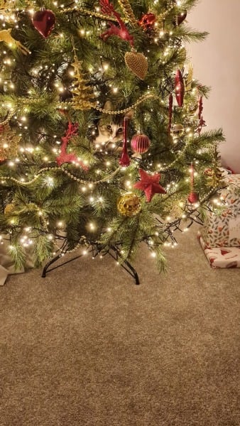 Kitten and Christmas tree