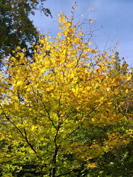 The Nigel Slater Christmas Chronicles Readalong 2025