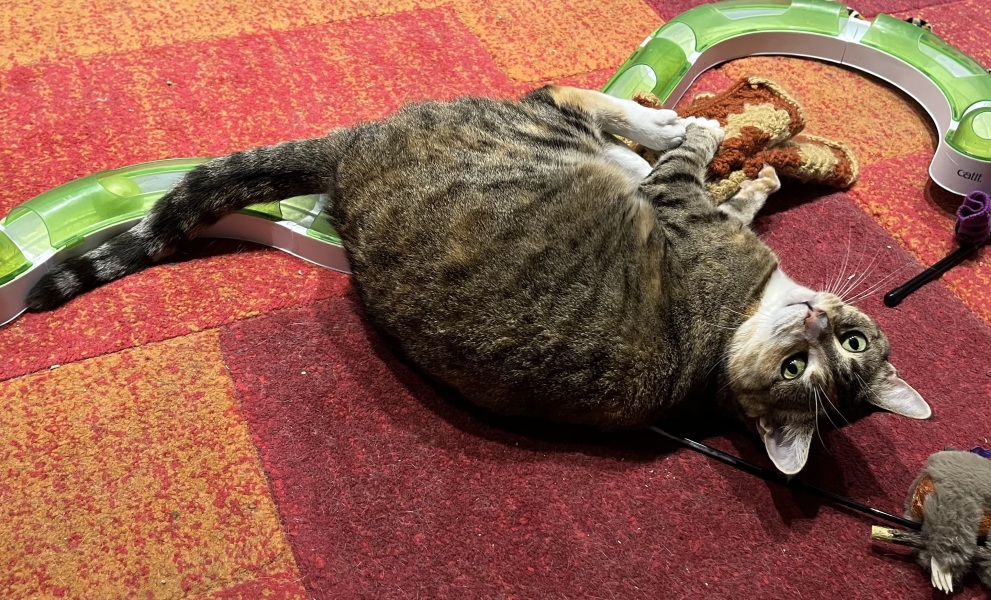 Scottish Tourism - the Excellent Cats debate Gizmo's suitability as a top influencer