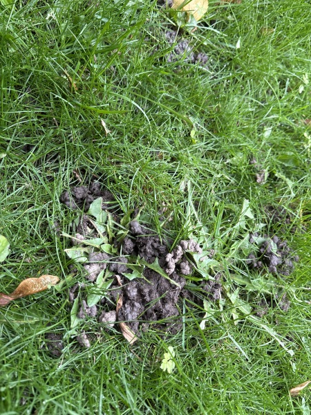 Animal poo in garden autumn