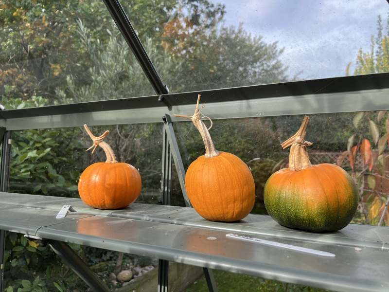 The Vegetable Patch 2024/2025