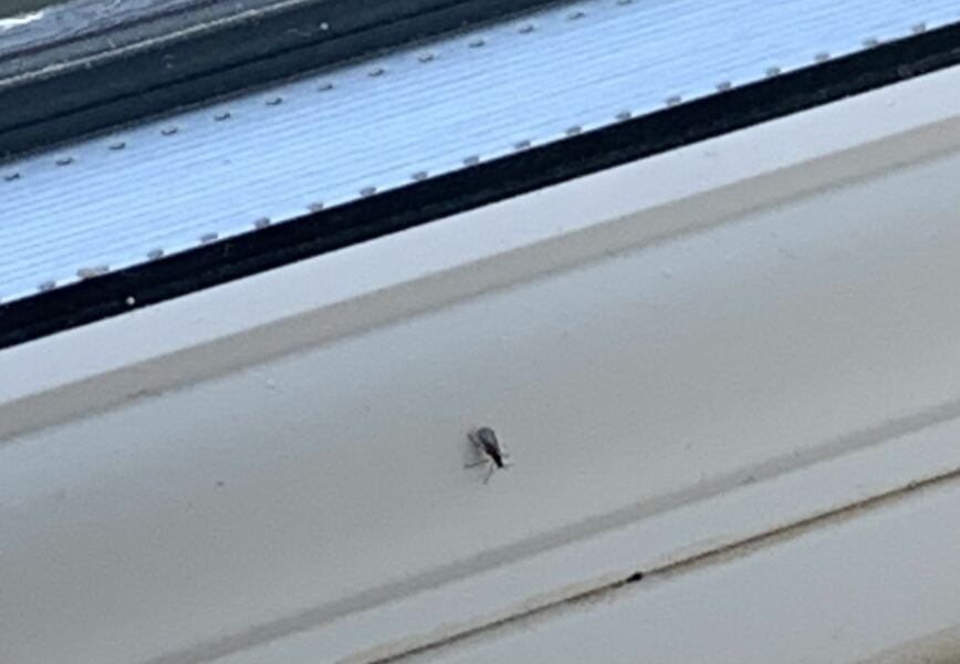 Can anyone tell me what this fly is please?
