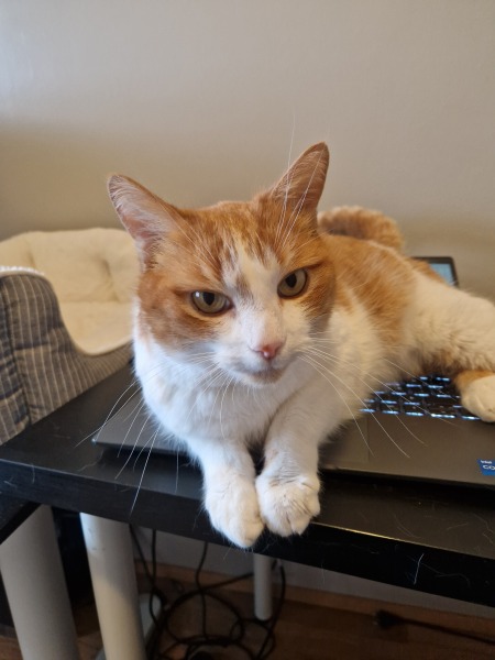Scottish Tourism - the Excellent Cats debate Gizmo's suitability as a top influencer