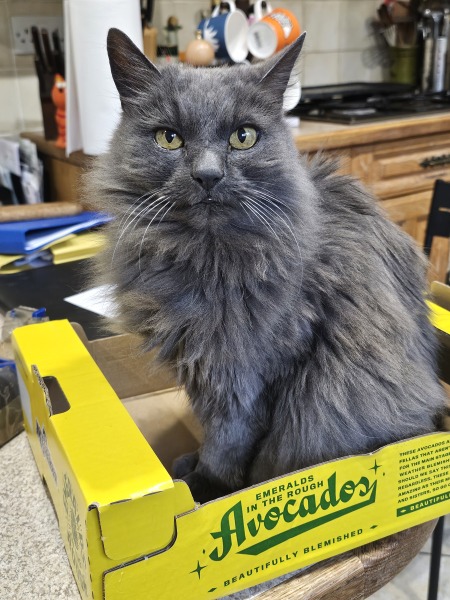 Scottish Tourism - the Excellent Cats debate Gizmo's suitability as a top influencer