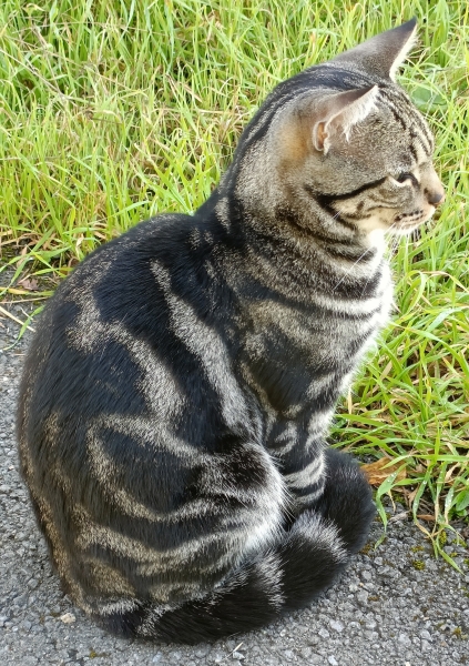 Never rains but it pours ... now my other cat has injured tail and might lose it.