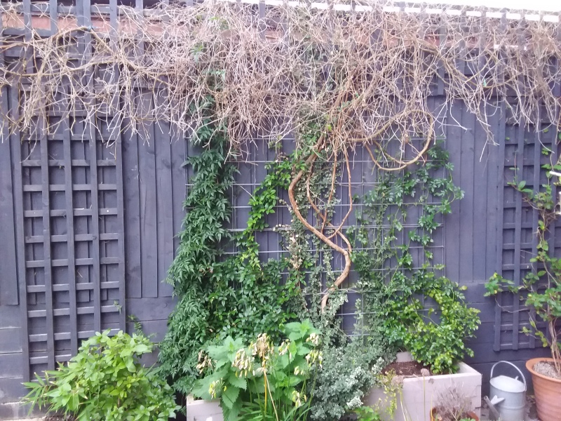 Passion Flower advice needed - with pic attached