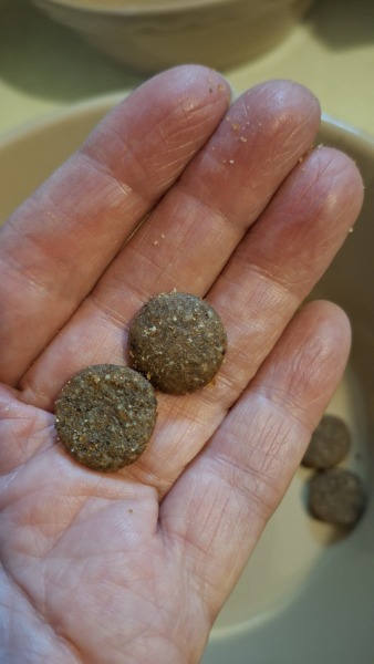 Puppy survival thread! All welcome!